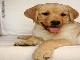 Превью Щенок лабрадора для дома и семьи Москва - 1