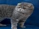 Превью Шотландский вислоухий кот для вязки Воронеж - 2