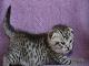 Превью Британские котята ласковые тигрята Санкт-Петербург - 3