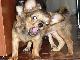 Превью Чихуахуа Москва - 1