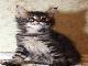 Превью Main coon Москва - 1