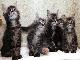 Превью Main coon Москва - 3