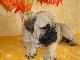Превью Ка ДЕ бо ,с родословной РКФ, линейного разведения Ванино - 2