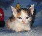 Превью Манчкин  дев. окрас  арлекин 2 мес Санкт-Петербург - 1