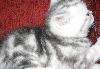 Превью Шикарный клубный котик котик г.Ивантеевка Москва - 1