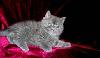 Превью Персы  и экзоты - котята, недорого Москва - 3