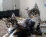 Превью Котята мейн-куны Москва - 4
