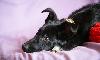 Превью Несси - замечательный щенок в дар Москва - 1