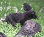 Превью Восточно-европейской овчарки щенки Москва - 2