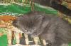 Превью Замечательные котята Москва - 2