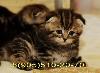 Превью Шотландские вислоухие котята Москва - 3
