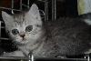 Превью Котята шотландские вислоухие (страйт) кот Санкт-Петербург - 2