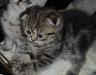 Превью Котята шотландские вислоухие (страйт) кот Санкт-Петербург - 3