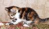 Кошечка 1,5 месяца превью 214273.
