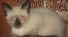 Тайские (сиамские) котята превью 214846.