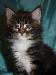Превью Котята породы Мейн-кун Москва - 1