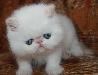 Персидские котята превью 219006.