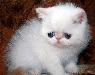 Экзотические плюшевые котята превью 219063.