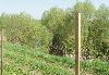 Превью Дом,20м.от реки,свет,газ,сад.Новорязанкое 65км Москва - 3