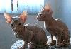 Превью Котята донского сфинкса,клубные Санкт-Петербург - 2