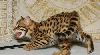 Бенгальская кошка превью 220000.