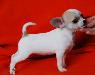 Щенка чихуахуа бело-рыжая девочка Шоу класса превью 220013.