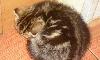 Превью Мраморные  малыши.  торг Москва - 3