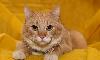 Рыжая кошечка, 9 мес. - хвостатый эксклюзив даром превью 222288.