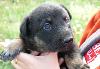 Щенки в добрые руки превью 230001.