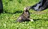 Превью Малыши ищут дом.Шерон,Шон и Шанелька Санкт-Петербург - 1