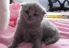 Превью Шотландская вислоухая девочка Санкт-Петербург - 2