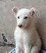 Превью Отдается в добрые руки щенок Ижевск - 2