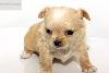 Превью Длинношерстный мальчик чихуа кремовый Москва - 3