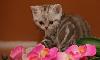 Превью Британские котята шоколадные мраморята Санкт-Петербург - 1