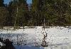 Превью Зем. участок в лесу Курской обл Петрозаводск - 2