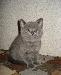 Превью Британские Санкт-Петербург - 3