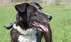 Дакота-благородная умная собака,в добрые руки превью 246652.