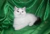 Превью Котята британские и скоттиш-страйт Москва - 2