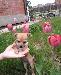 Превью Породистый щенок чихуахуа девочка 4 мес Москва - 1