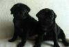 Черные щенки мопса превью 250042.