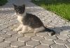 Превью Котёнок Санкт-Петербург - 1