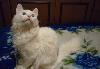 Превью Котик ищет кошечку Москва - 2