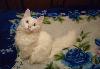 Превью Котик ищет кошечку Москва - 3