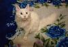 Превью Котик ищет кошечку Москва - 4
