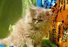 Превью Кремовый персидский котенок (девочка) Москва - 2