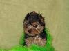 Превью Йоркшир Чехов - 2