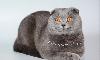 Превью Вязка Шикарный вислоухий кот приглашает кошечек Москва - 3