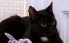 Превью Милли - маленькая фифа в добрые руки Санкт-Петербург - 4