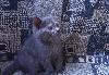 Превью Котята в добрые руки Москва - 2