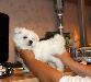 Мальтезе щенки(мальтийская болонка) превью 260075.